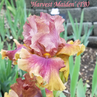 Harvest Maiden